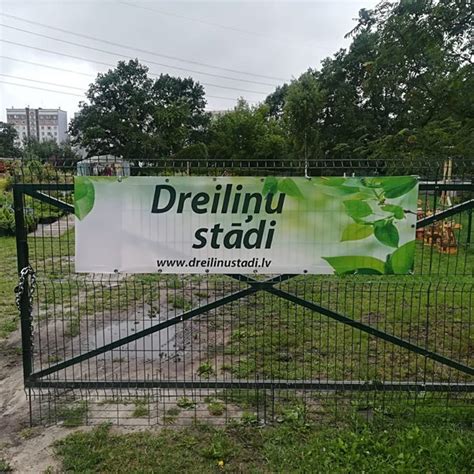 dreiliņu stādi.